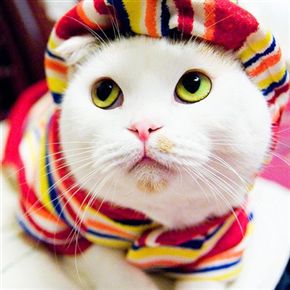 multi colour cat
